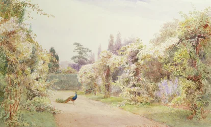 Jardín de verano con un pavo real